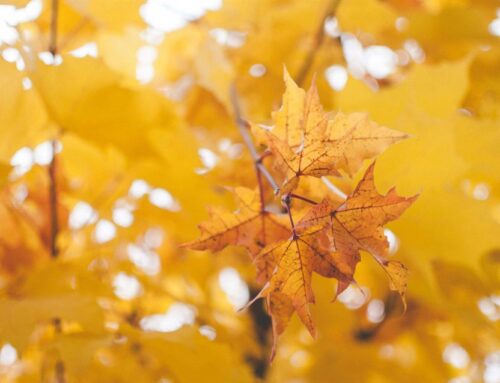 Prepara tu alquiler vacacional para el otoño